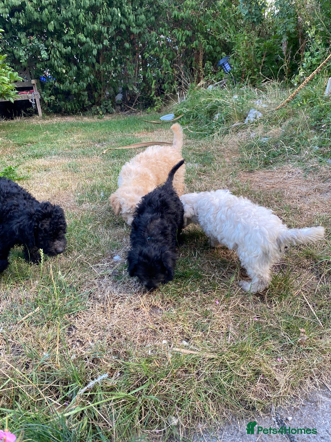 Sproodle dogs for sale: Sproodle puppies ready now - Image 3