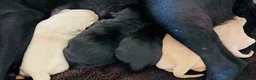 Labrador Retriever dogs for sale: Labrador puppies - Advert 8