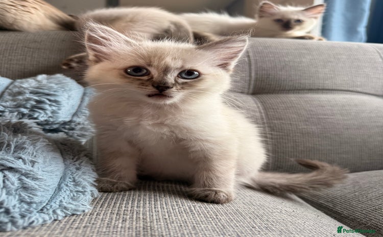 Ragdoll cats - Advert 1