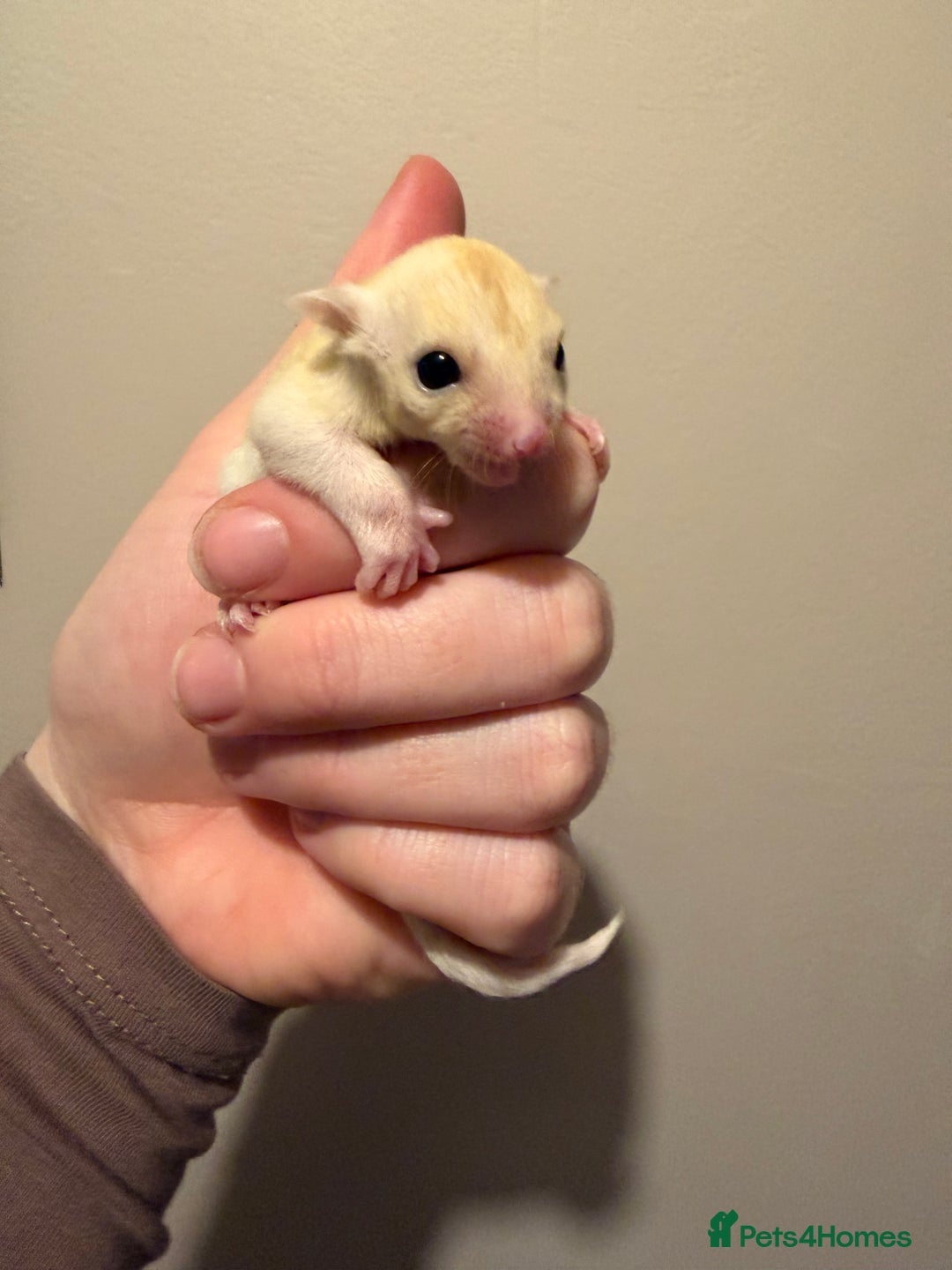 Sugar Glider rodents for sale: Female leu sugar glider to reserve  - Advert 5
