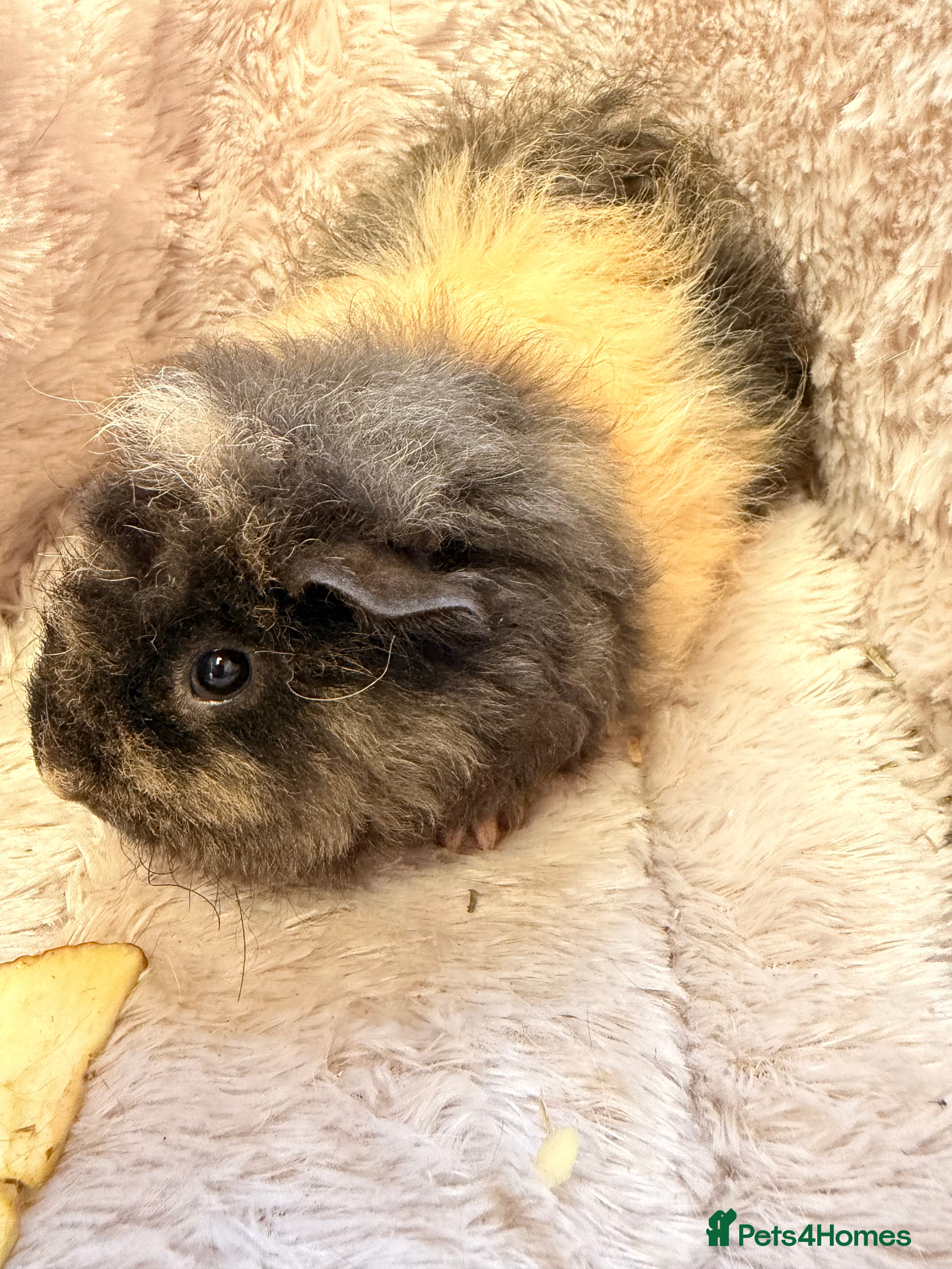 Guinea Pig rodents GORGEOUS BABY BOY GUINEA PIGS - Advert 4