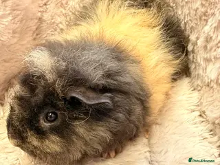 Guinea Pig rodents GORGEOUS BABY BOY GUINEA PIGS - Advert 4