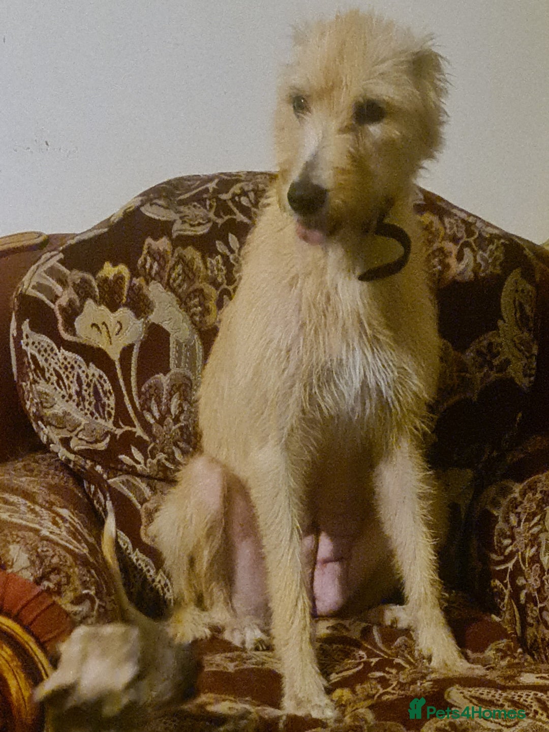 Lurcher dogs for sale: 3 male brindle Lurcher puppies for urgent sale - Advert 3