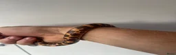 Boa Snake reptiles for sale: Sand boa for sale - Advert 5