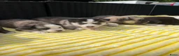 Pomsky dogs for sale: Pomsky puppys in Cardiff - Advert 2