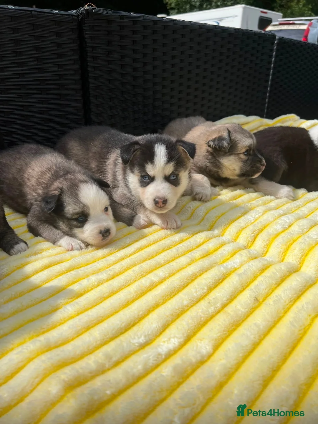 Pomsky dogs for sale: Pomsky puppys in Cardiff - Advert 2