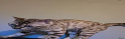 Bengal cats for sale: Bengal - Advert 6