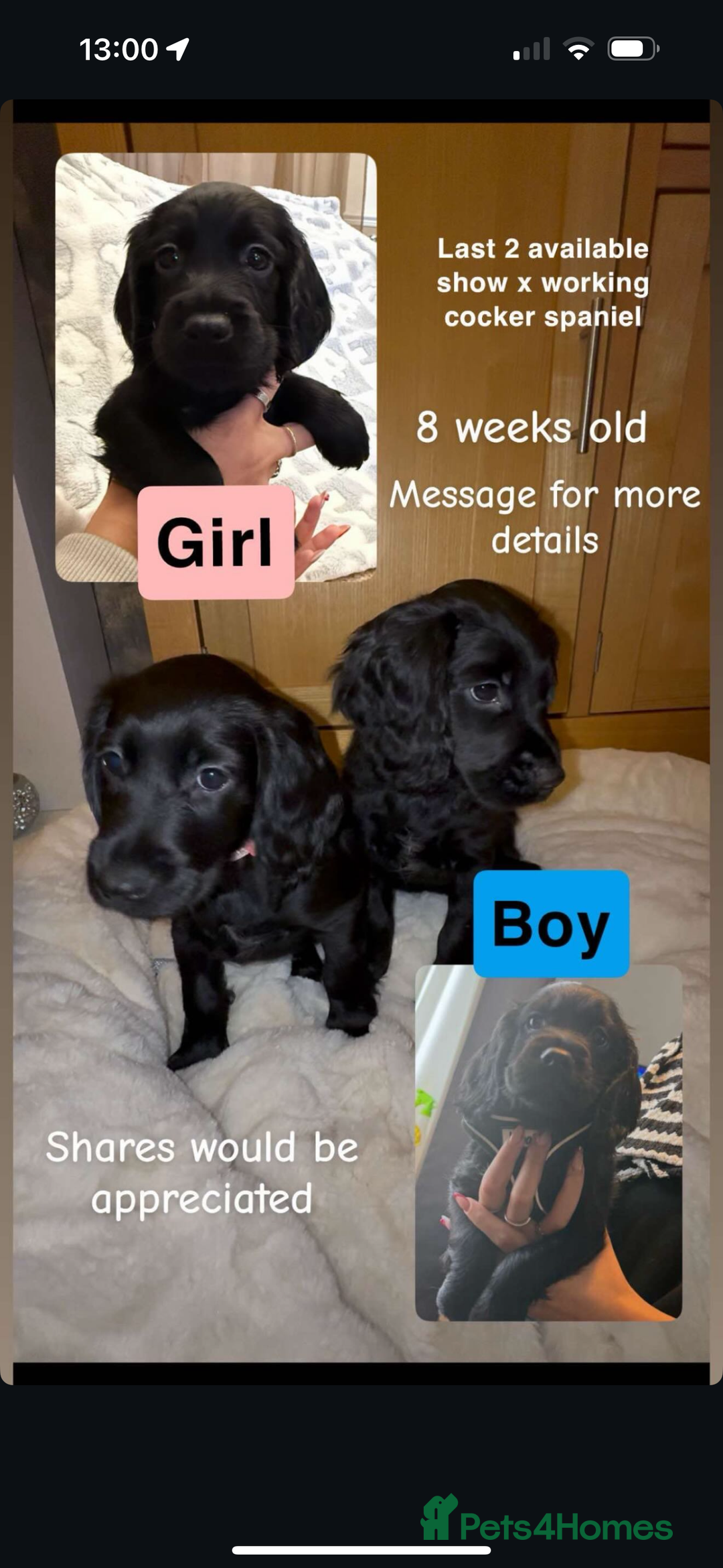Cocker Spaniel dogs for sale: 7x Dock Tail Cocker Spaniel Puppies - Image 9