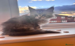 Maine Coon cats for sale: 5 Amazing Maine Coon kittens  - Image 4