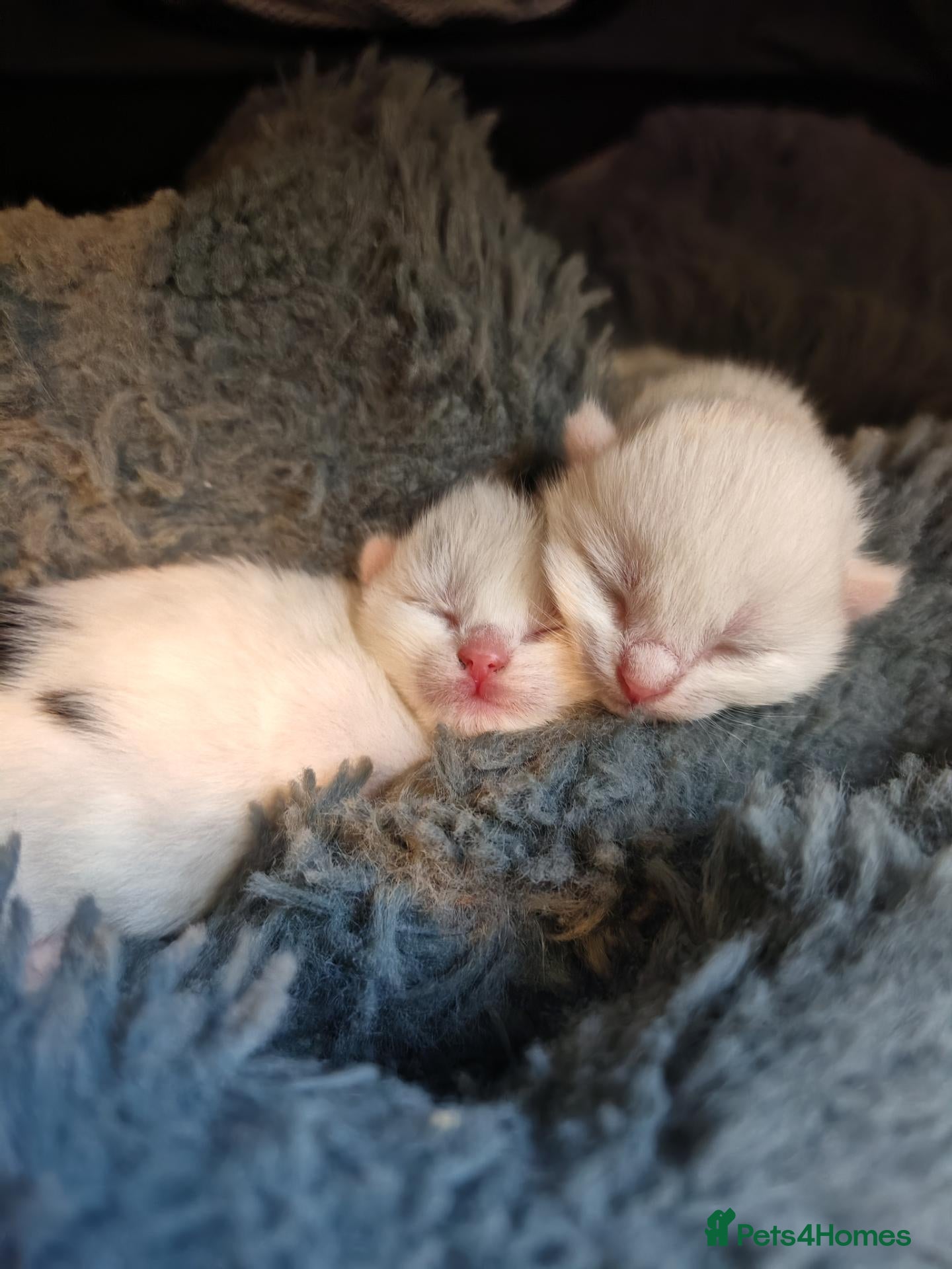 Mixed Breed cats Kittens looking for forever home - Advert 11