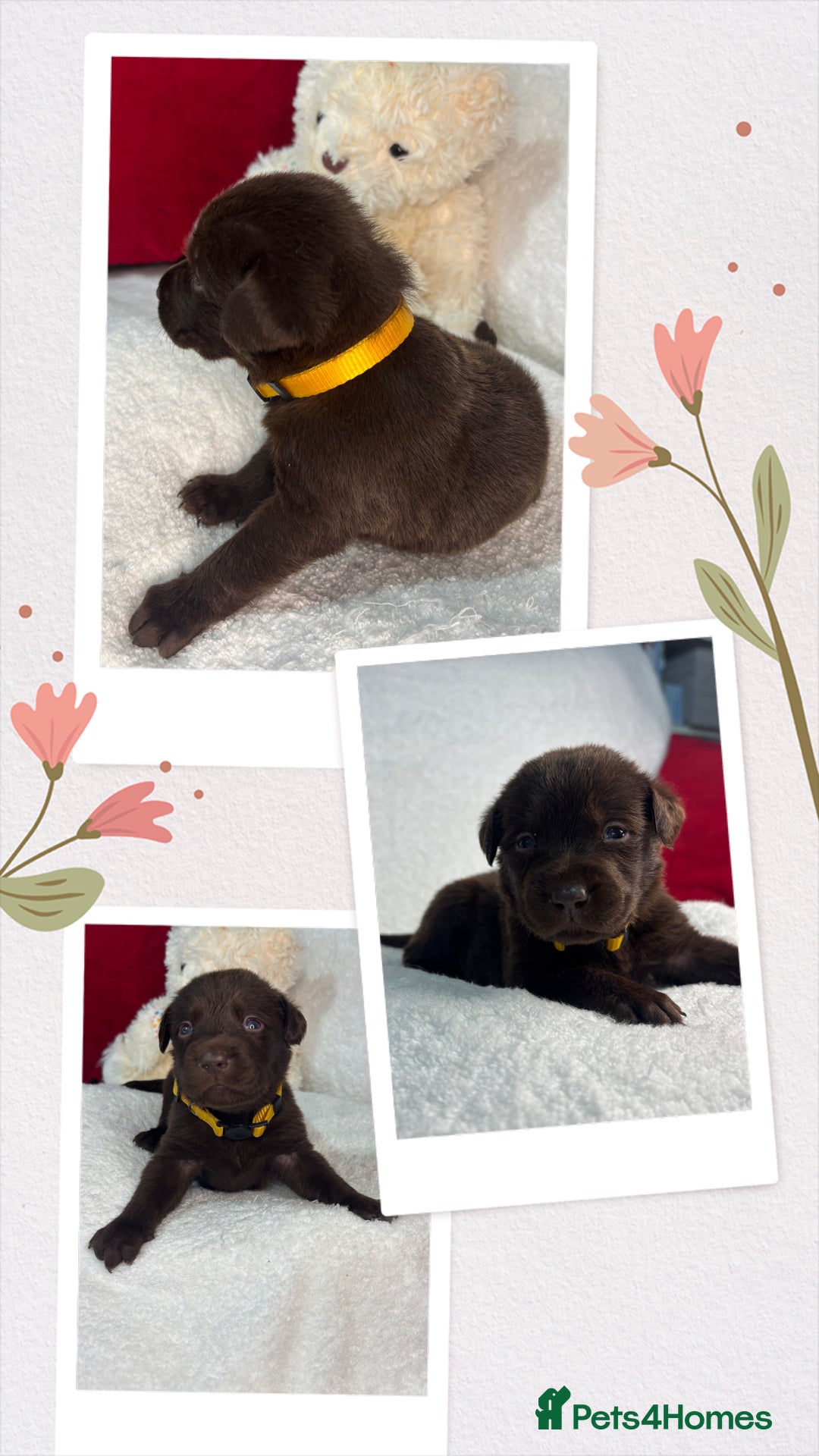 Labrador Retriever dogs for sale: READY NOW. LABRADOR PUPPIES. HEALTH CHECKS DONE  - Image 18