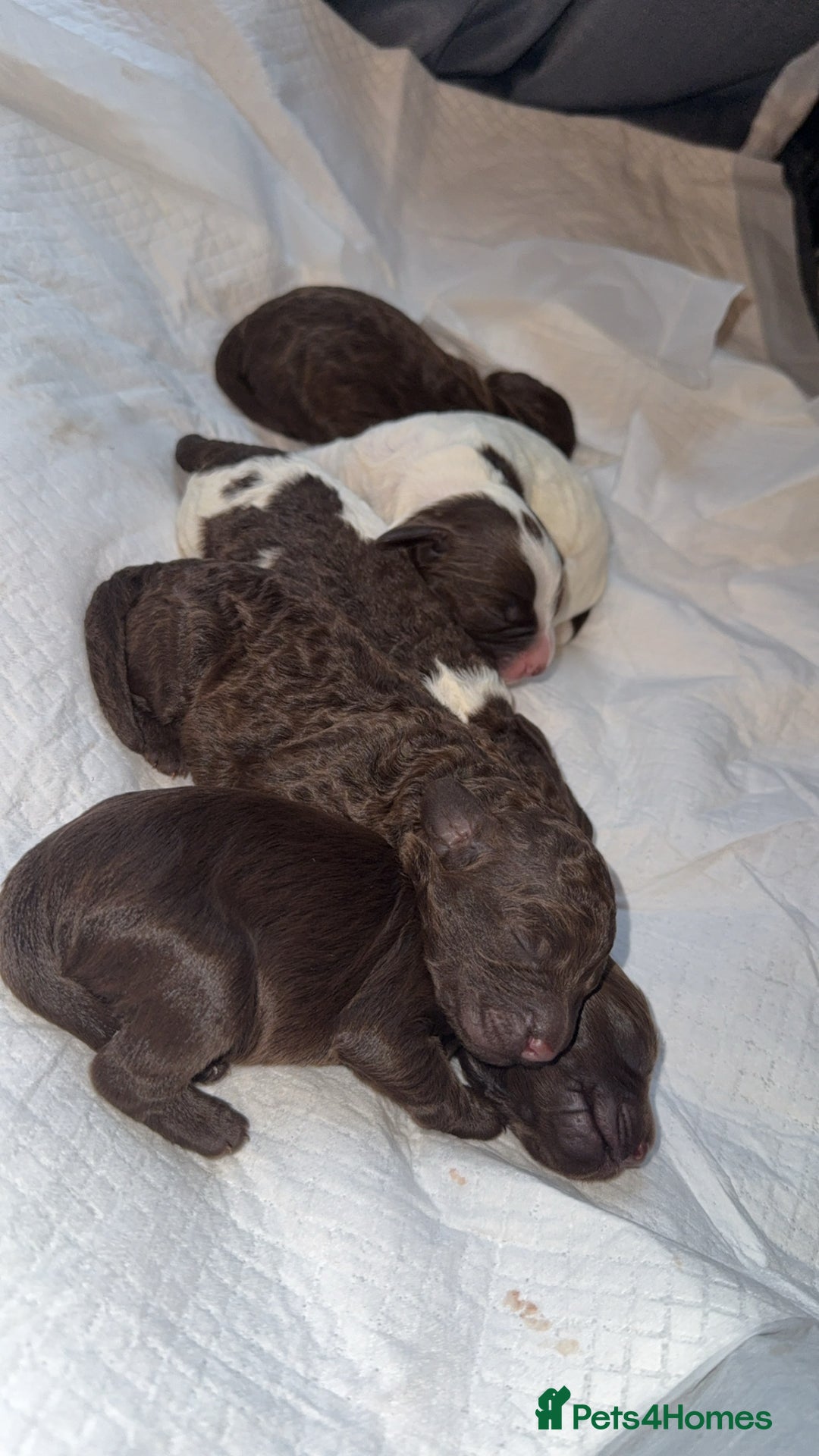 Sproodle dogs for sale:  Gorgeous F2 Sproodle Puppies – Family Raised  - Image 3