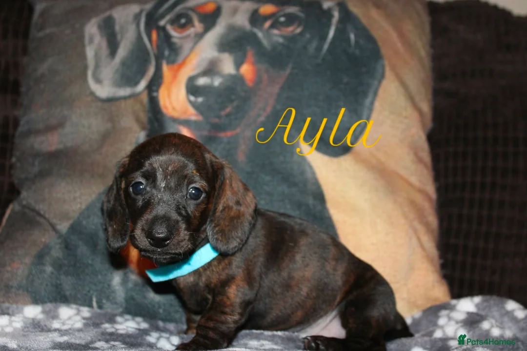 Miniature Dachshund dogs for sale: Miniature dachshund puppies  - Advert 2