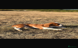 Cavalier King Charles Spaniel dogs for sale: King Charles cavalier 8 months old - Advert 5