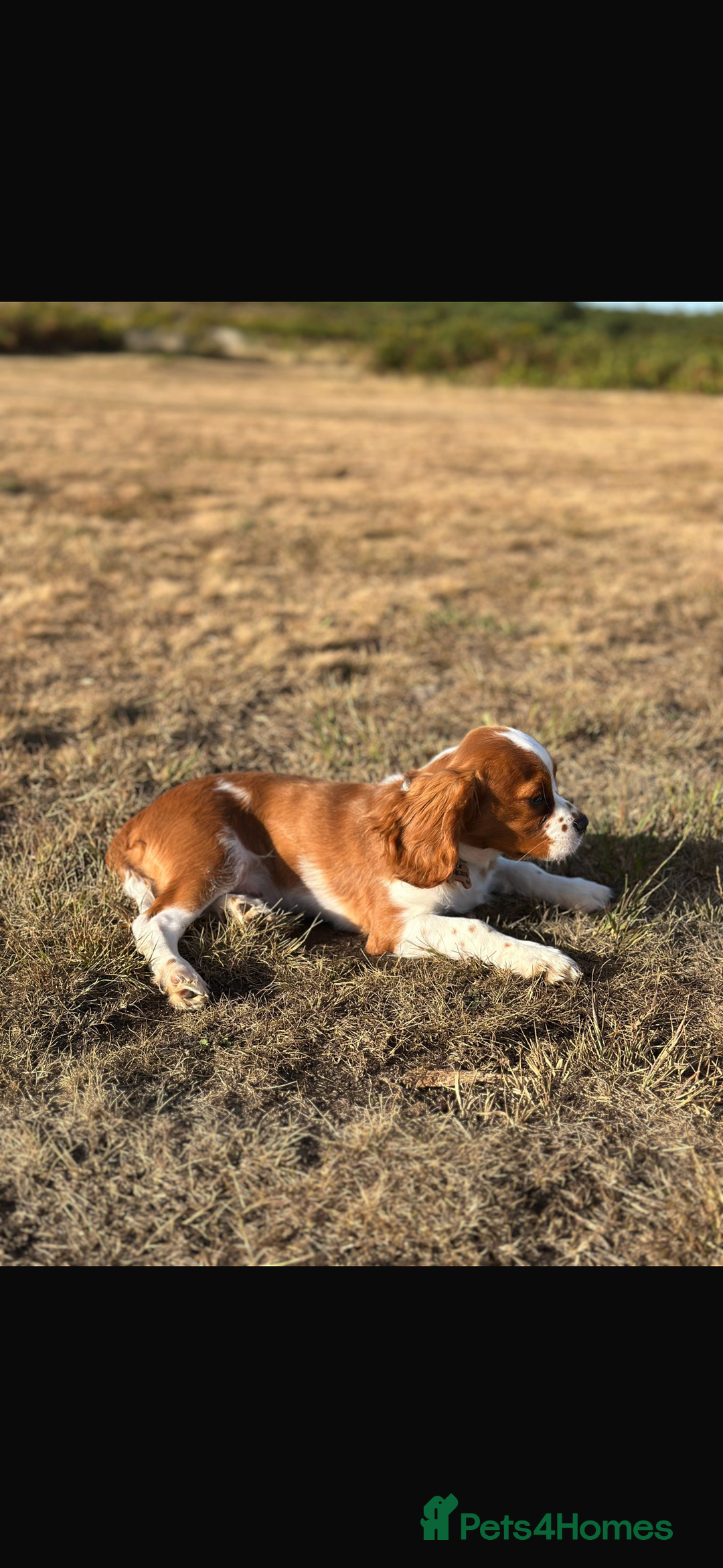 Cavalier King Charles Spaniel dogs for sale: King Charles cavalier 8 months old - Advert 5