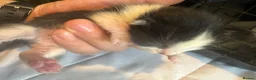 Mixed Breed cats for sale: 5 Cute kittens 🐈 - Advert 6