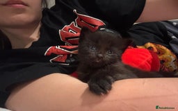 British Shorthair cats for sale: 3 Beautiful kittens looking for a new home  - Image 6