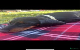 Dachshund dogs for sale: Dachshund  - Image 1