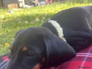 Dachshund dogs for sale - Advert 1