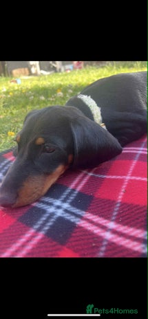 Dachshund dogs - Advert 1