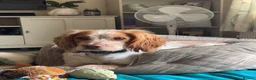 Cocker Spaniel dogs for sale: Leo – 2-Year-Old Lemon Roan Working Cocker Spaniel - Advert 20