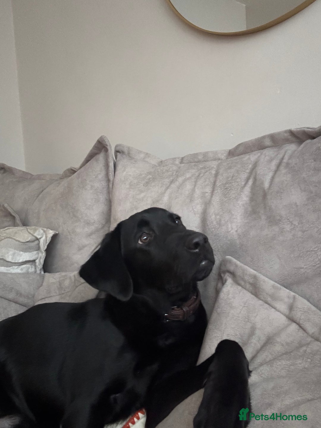 Labrador Retriever dogs for sale: Rehoming lab puppy  - Advert 1