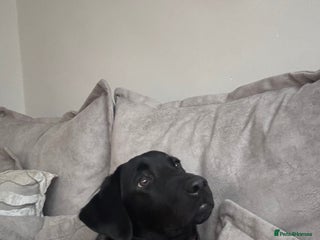 Labrador Retriever dogs Rehoming lab puppy - Advert 6