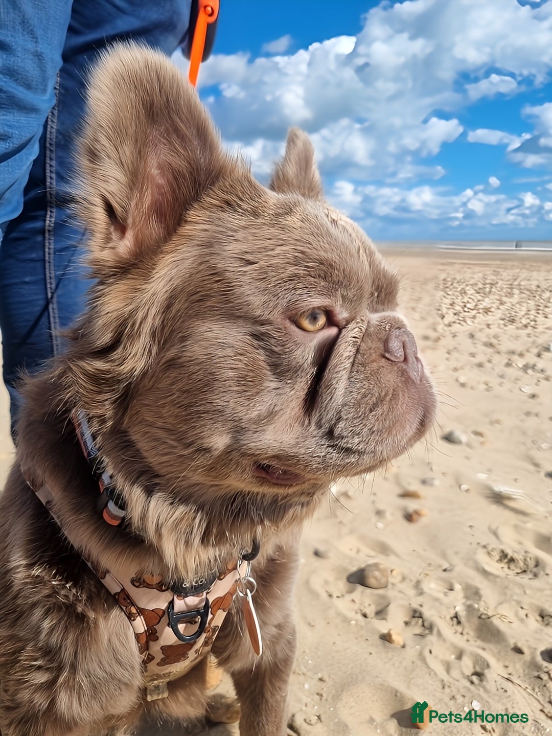 French Bulldog dogs for stud: *STUD* KC NEW SHADE ISABELLE FLUFFY FRENCH BULLDOG in Tonbridge - Advert 3