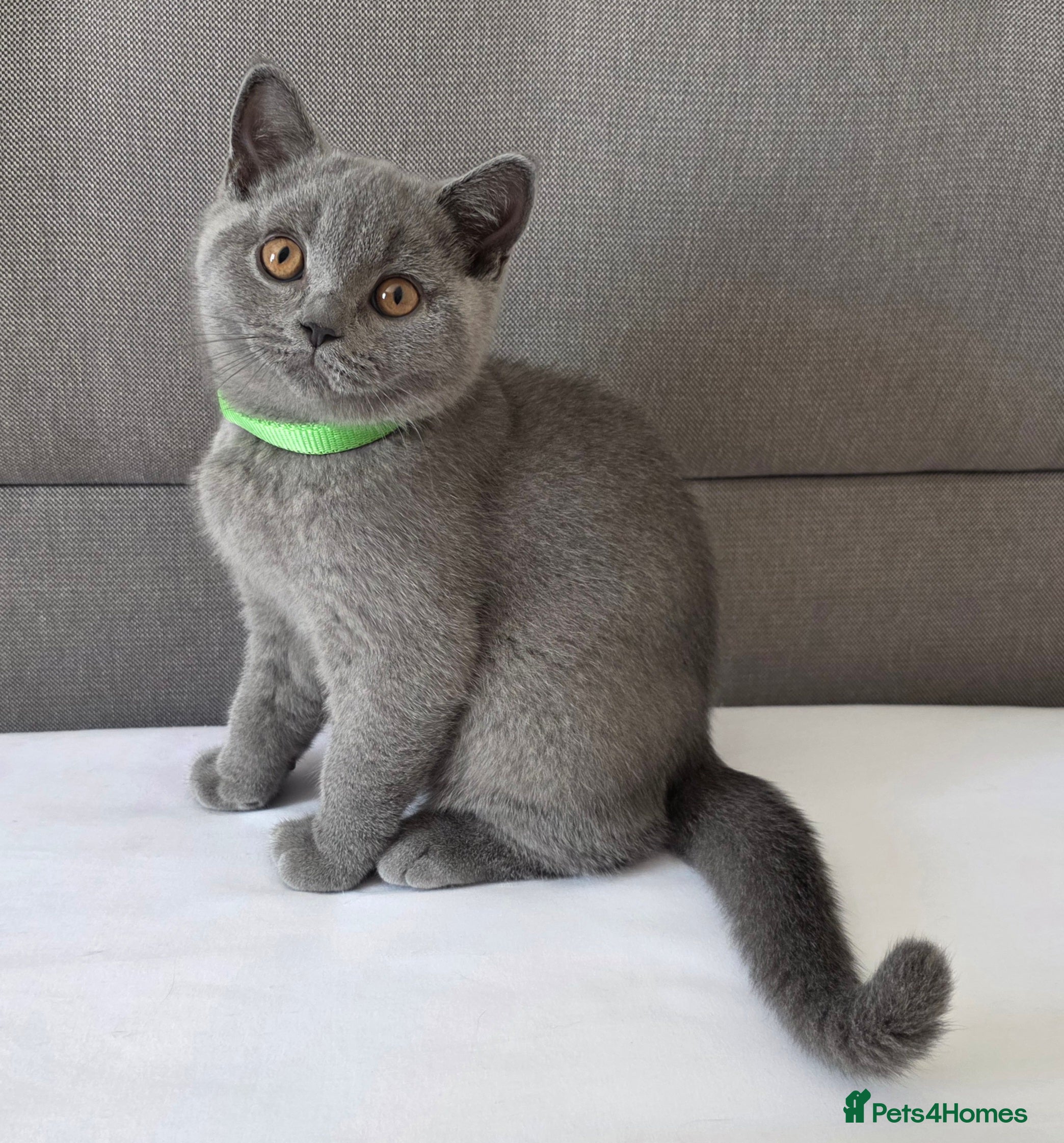 British Shorthair cats Beautiful British Shorthair Kittens for LovingHome - Advert 2