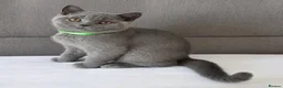British Shorthair cats for sale: Beautiful British Shorthair Kittens for LovingHome - Advert 2