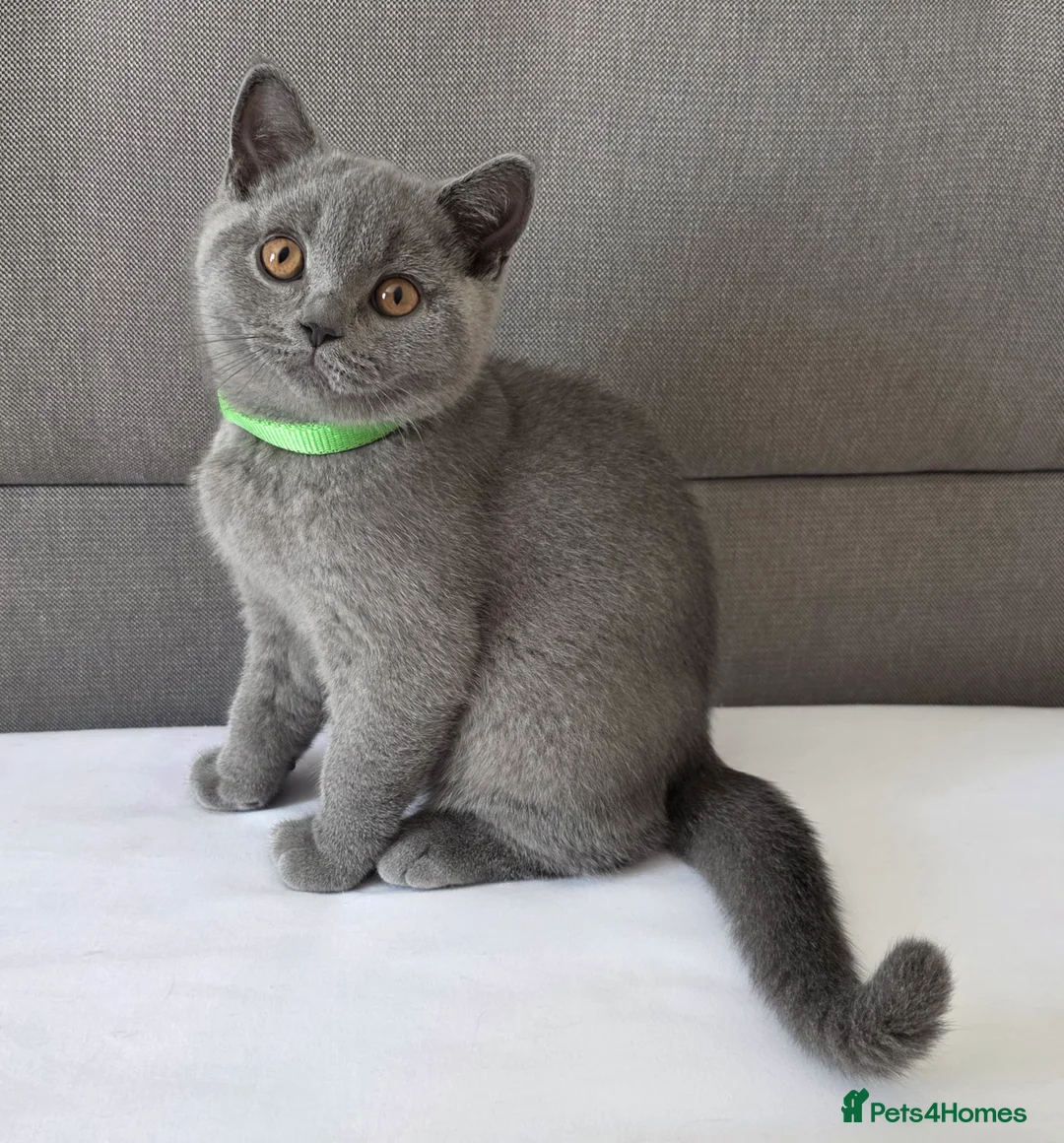 British Shorthair cats for sale: Beautiful British Shorthair Kittens for LovingHome - Advert 2