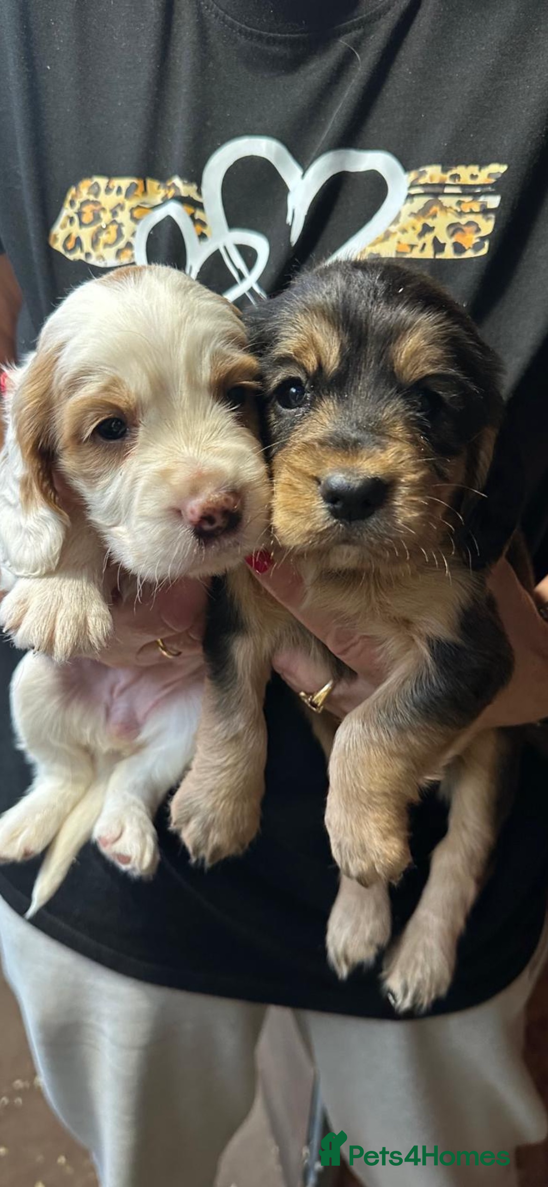 Cocker Spaniel dogs for sale: COCKER SPANIEL PUPS - Image 6