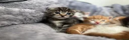 Mixed Breed cats for sale: 5 mixed breed kittens looking for a forever home - Advert 20