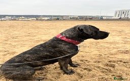 Mixed Breed dogs for sale: Family dog for Sale - Image 3