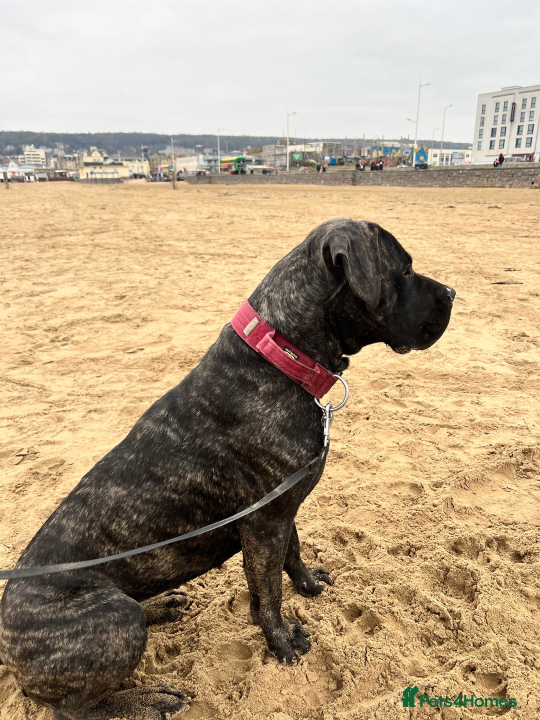 Mixed Breed dogs for sale: Family dog for Sale - Image 3