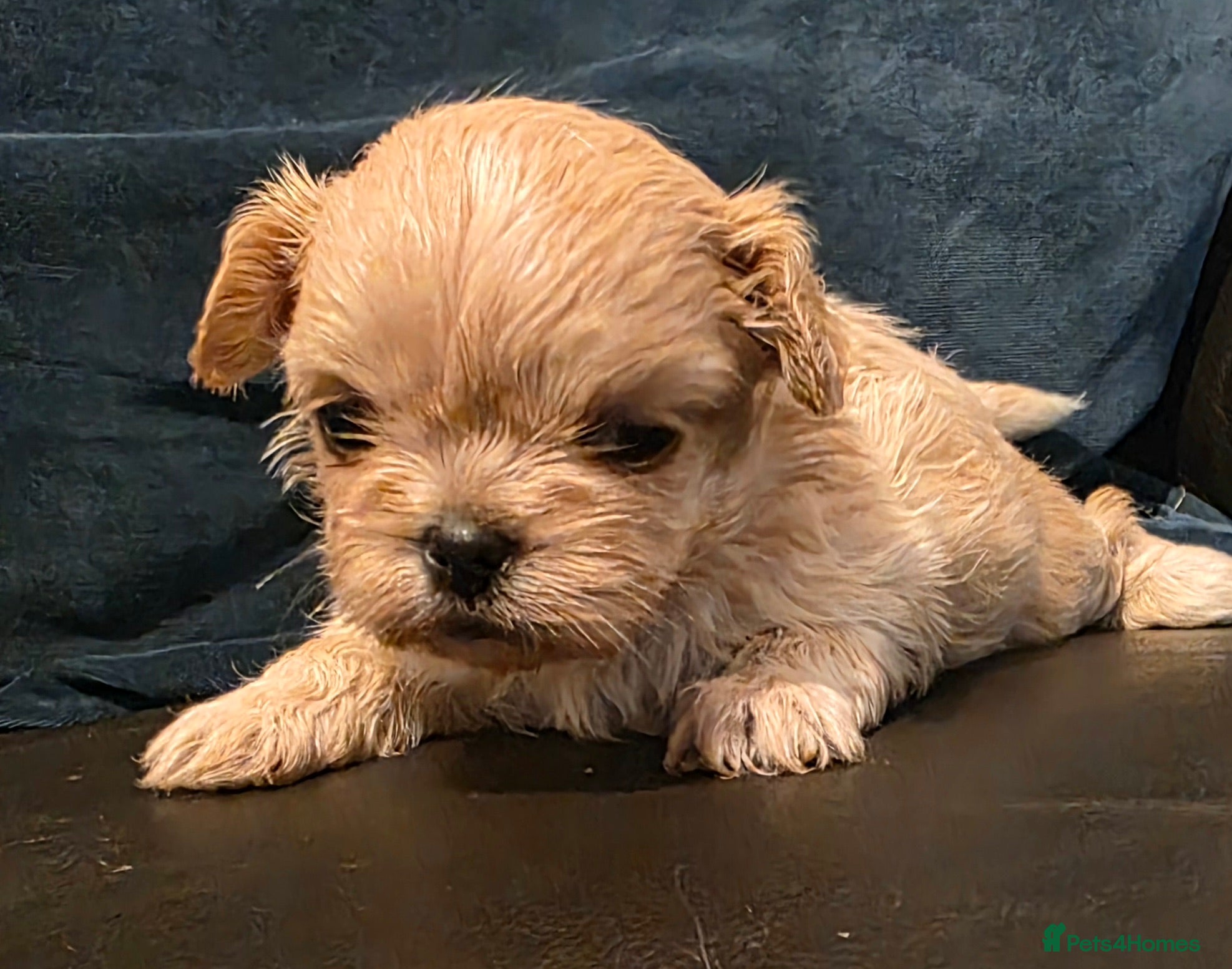 Shih Tzu dogs for sale: Stunning Imperial Shih tzu puppies KC - Advert 2