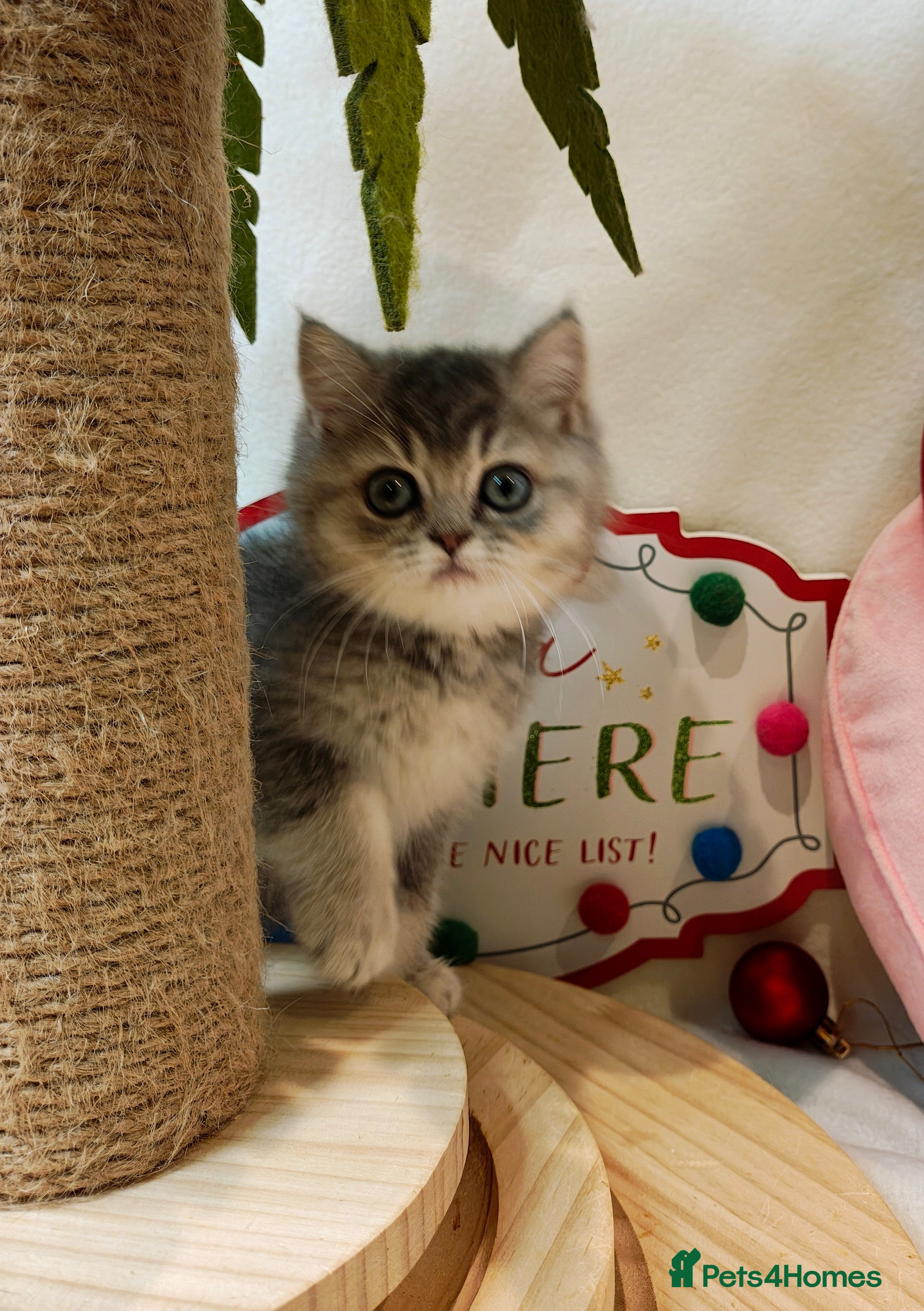 British Shorthair cats Blue, chocolate golden girls  - Advert 1