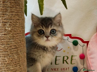 British Shorthair cats Blue, chocolate golden girls - Advert 16