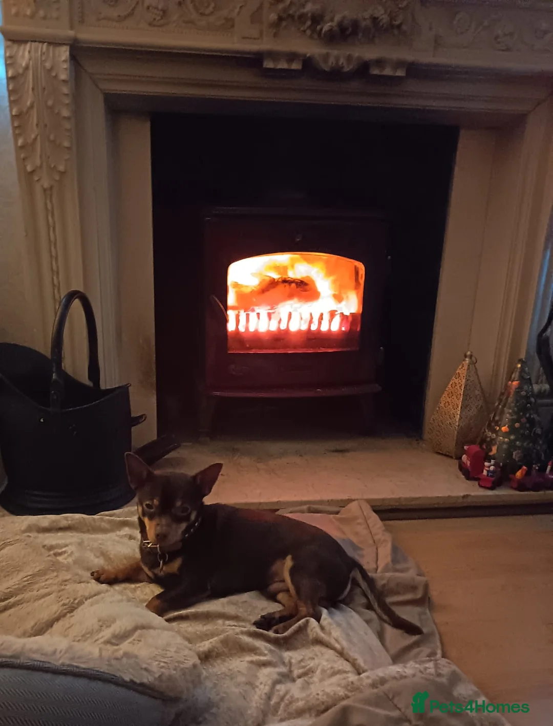 Chorkie dogs for sale: Beautiful litter of chorki's  - Advert 6