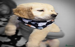 Golden Retriever dogs for sale: Beautiful KC Golden Retriever Babies  - Image 16