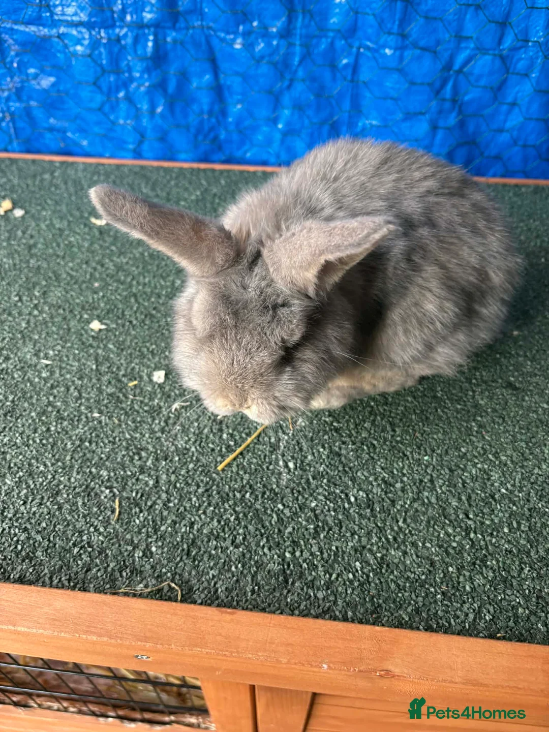 Mini Lop rabbits for sale: Full mini lop  - Advert 1