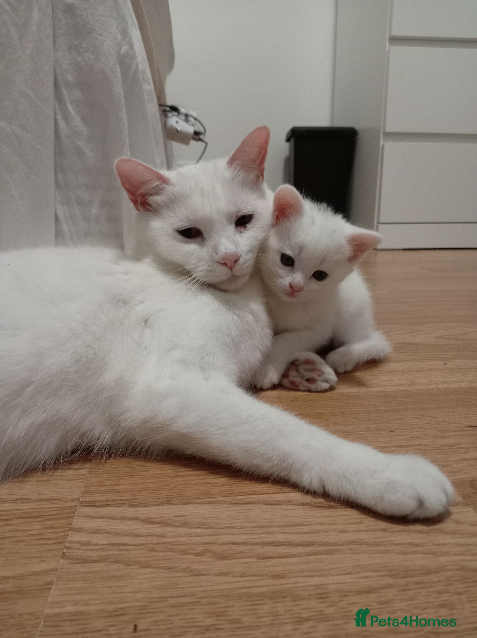 Mixed Breed cats Rare White & 3 Tabby Kittens (2m 2f) Ready 14 July - Advert 3