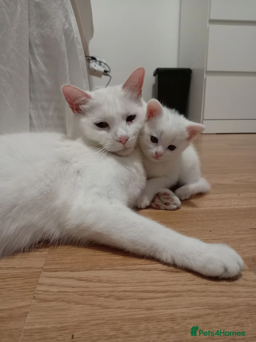 Mixed Breed cats for sale: Rare White & 3 Tabby Kittens (2m 2f) Ready 14 July in Glasgow - Advert 1