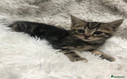 Mixed Breed cats for sale: Lovely kittens 8 weeks old  - Image 26