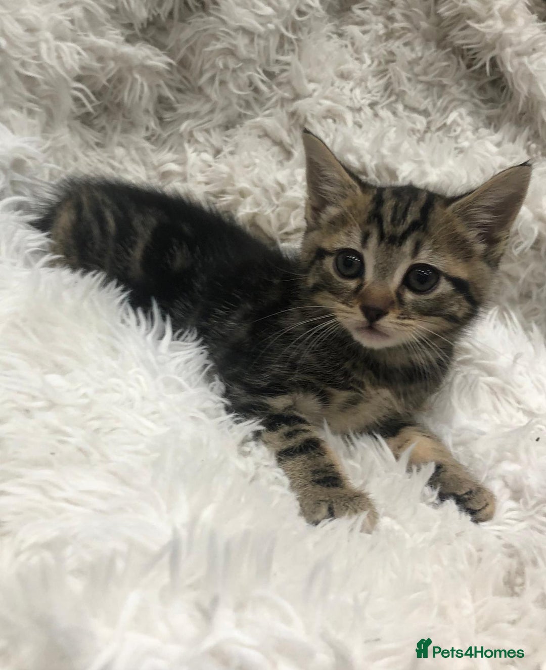 Mixed Breed cats for sale: Lovely kittens 8 weeks old  - Image 26