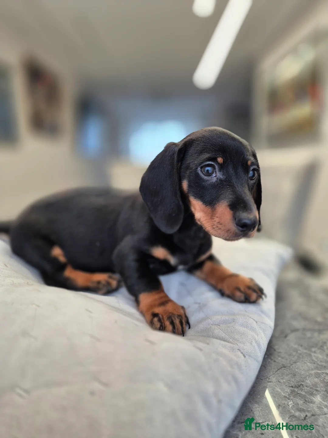 Dachshund dogs for sale: 💙 Miniature Dachshund Boy!💙 - Advert 17
