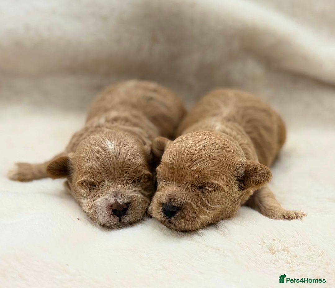 Maltipoo dogs for sale: Korean/Asian Maltipoo puppies  - Advert 4