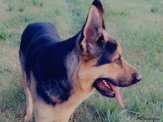 German Shepherd dogs 18 month old GSD - Advert 1