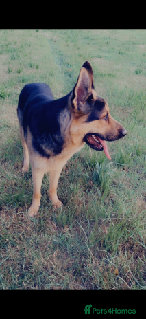 German Shepherd dogs 18 month old GSD - Advert 1