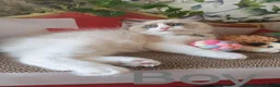 Ragdoll cats for sale: GCCF REGISTERED BEAUTIFUL RAGDOLLS KITTENS  - Advert 16